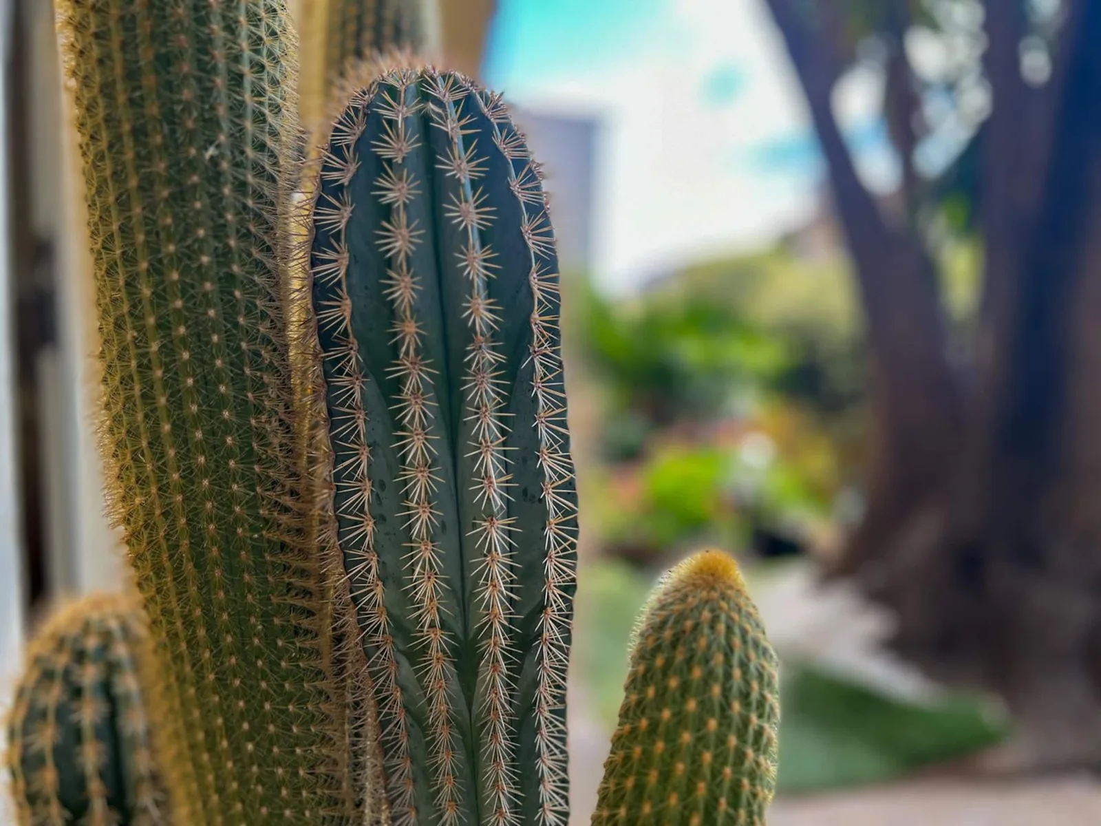 Cactus nel giardino privato, con il prato e gli alberi sfocati sullo sfondo