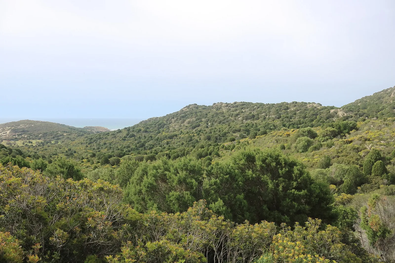 Colline coperte di macchia fitta di ginepri e cisti che scendono verso una spiaggia lontana