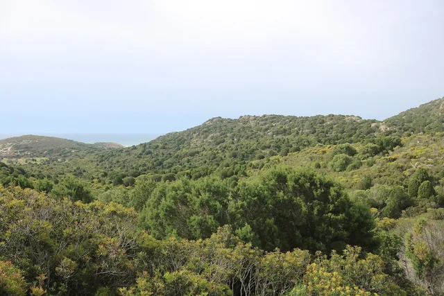 Colline coperte di macchia fitta di ginepri e cisti che scendono verso una spiaggia lontana