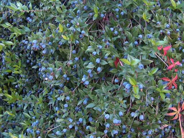 Cespuglio di mirto fitto di foglie verdi e bacche blu scure mature, macchia mediterranea