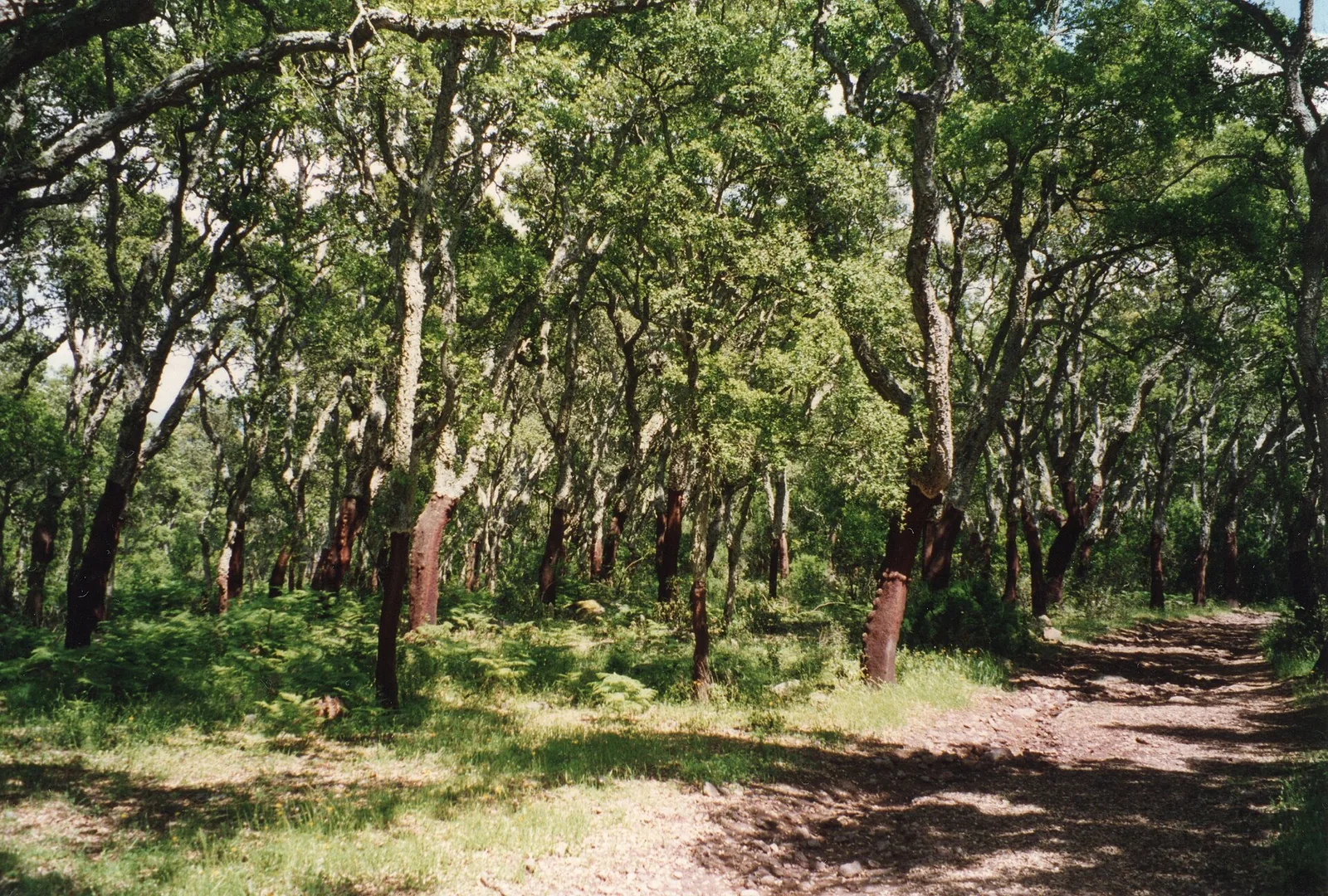 Bosco di sughere con i tronchi scortecciati color ruggine, felci e uno sterrato che lo attraversa